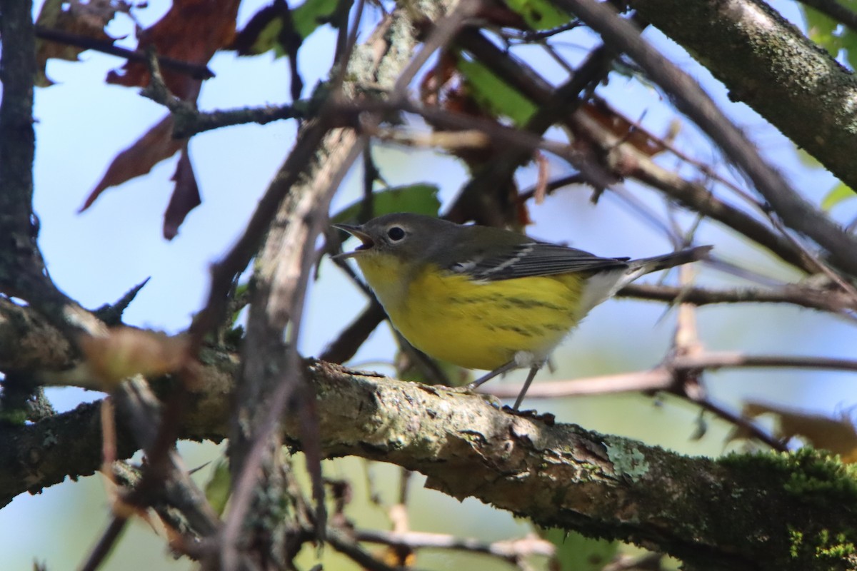 Magnolia Warbler - ML641969161