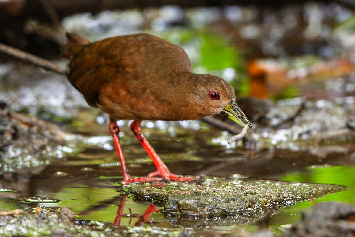 Uniform Crake - ML641969162
