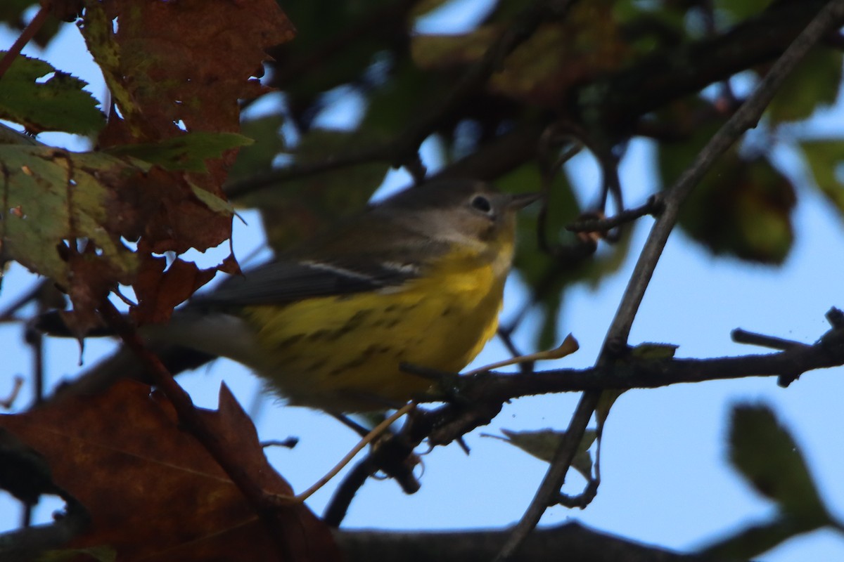 Magnolia Warbler - ML641969167