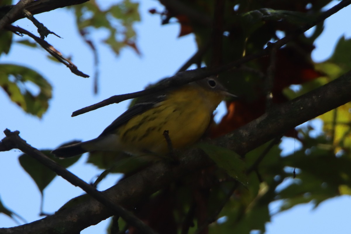 Magnolia Warbler - ML641969172