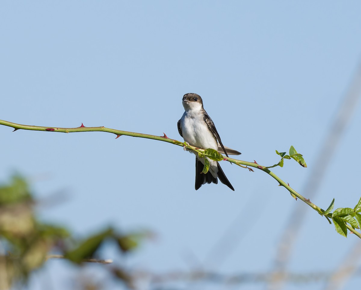 Western House-Martin - ML641969173