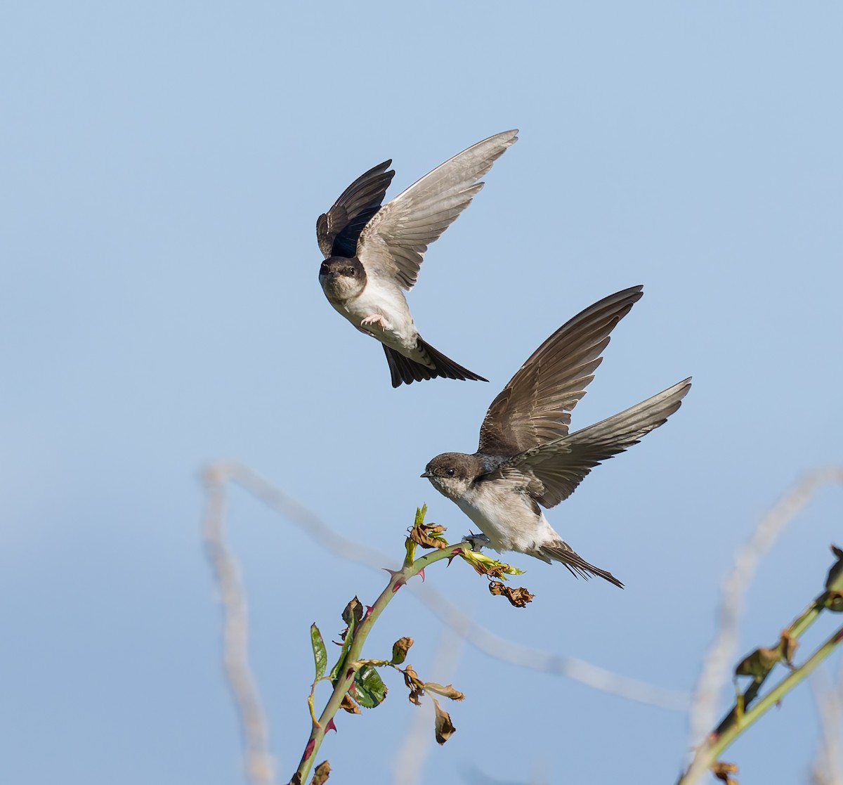 Western House-Martin - ML641969177