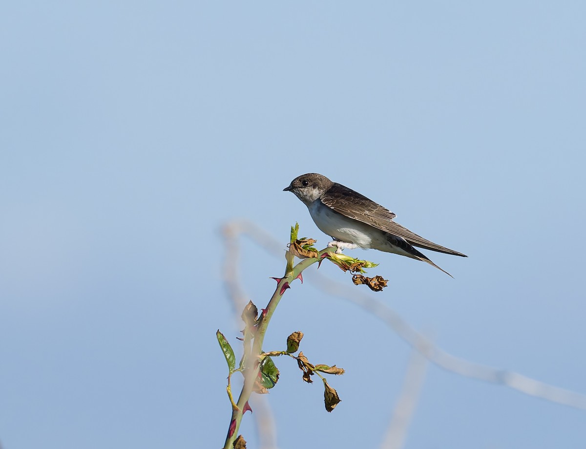 Western House-Martin - ML641969182