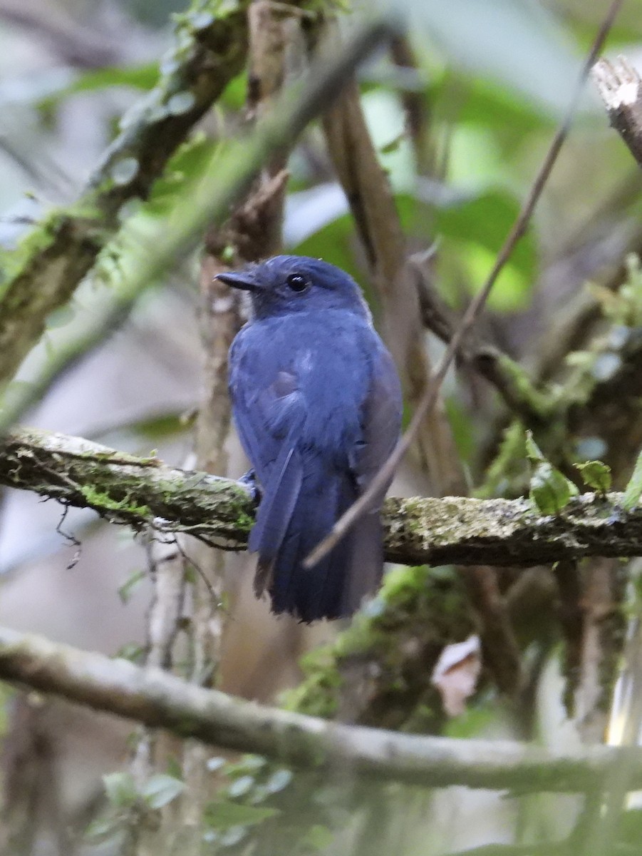Bluish-slate Antshrike - ML641969184