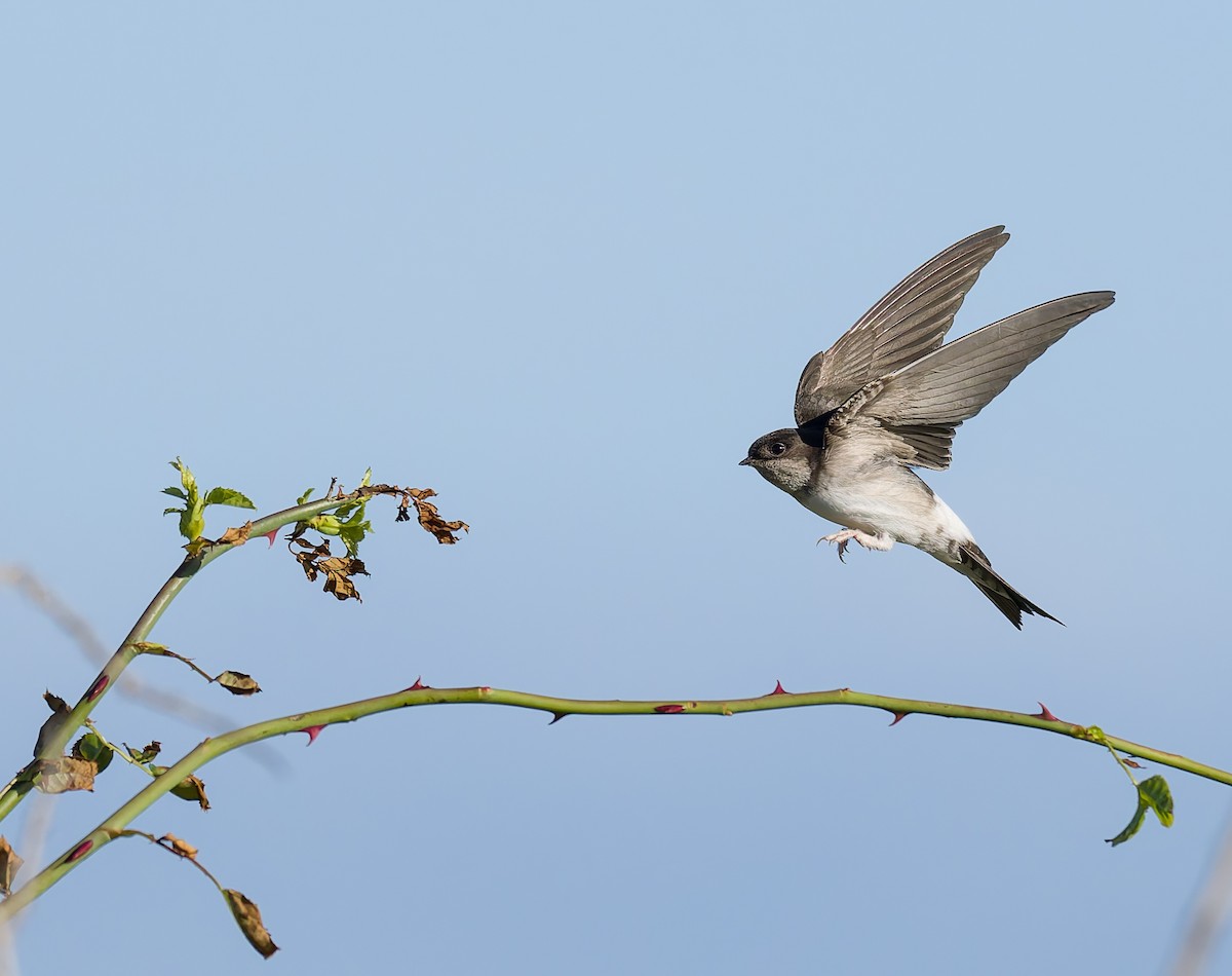 Western House-Martin - ML641969186