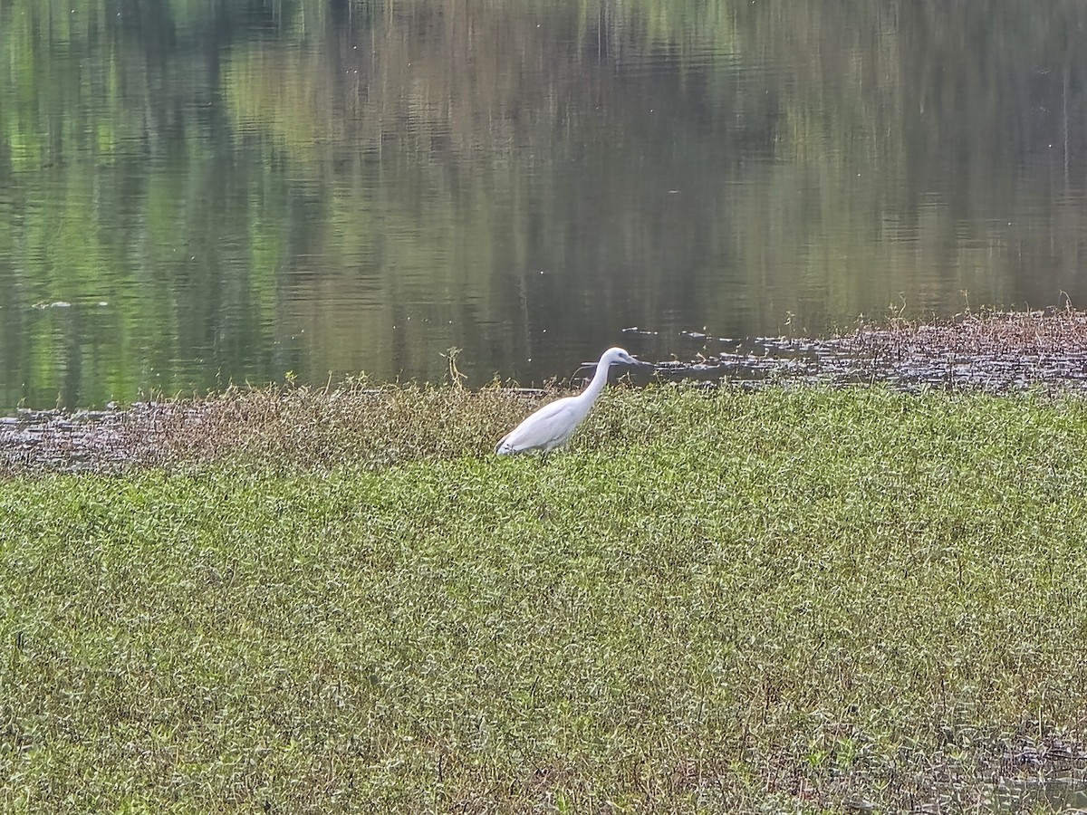 Little Blue Heron - ML641969198