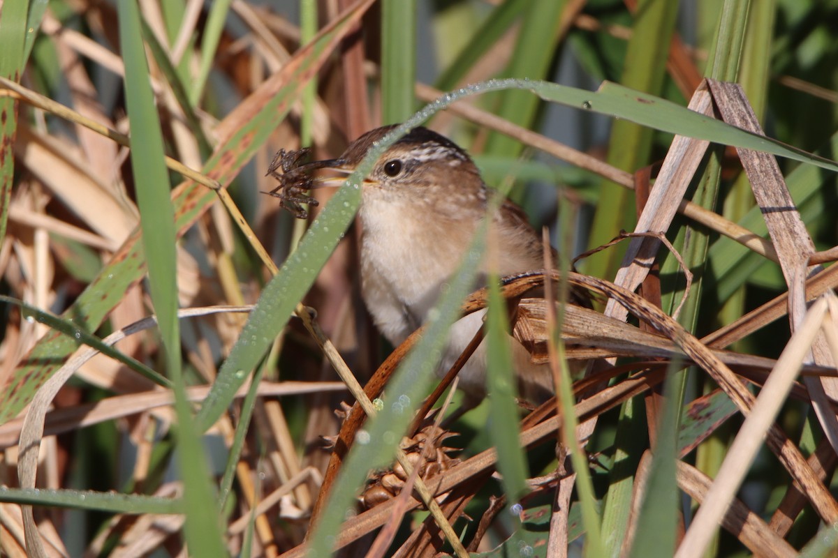 Marsh Wren - ML641969202