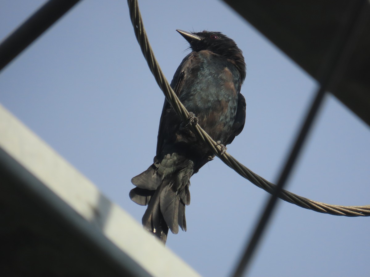 Black Drongo - ML641969205