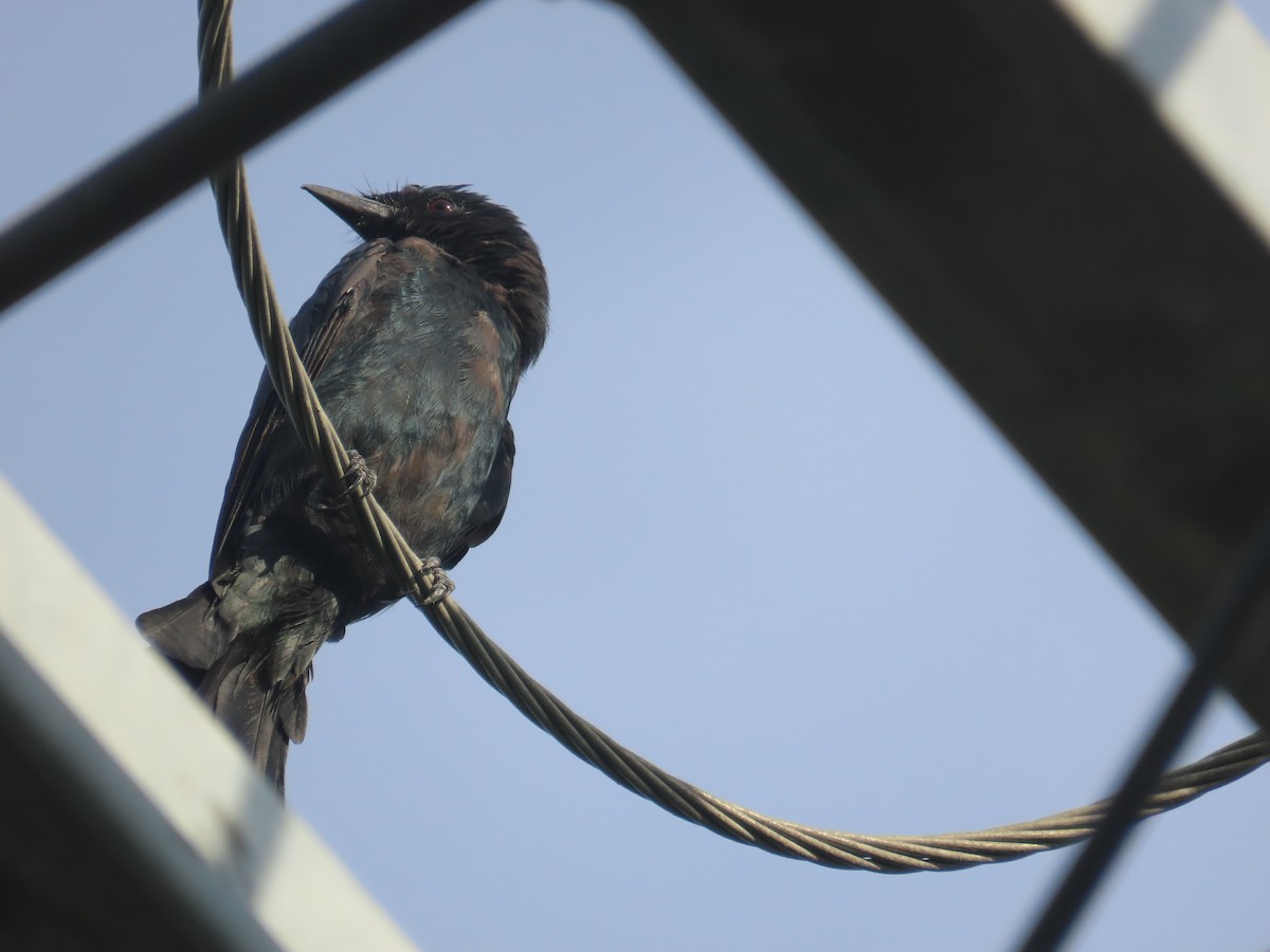 Black Drongo - ML641969207