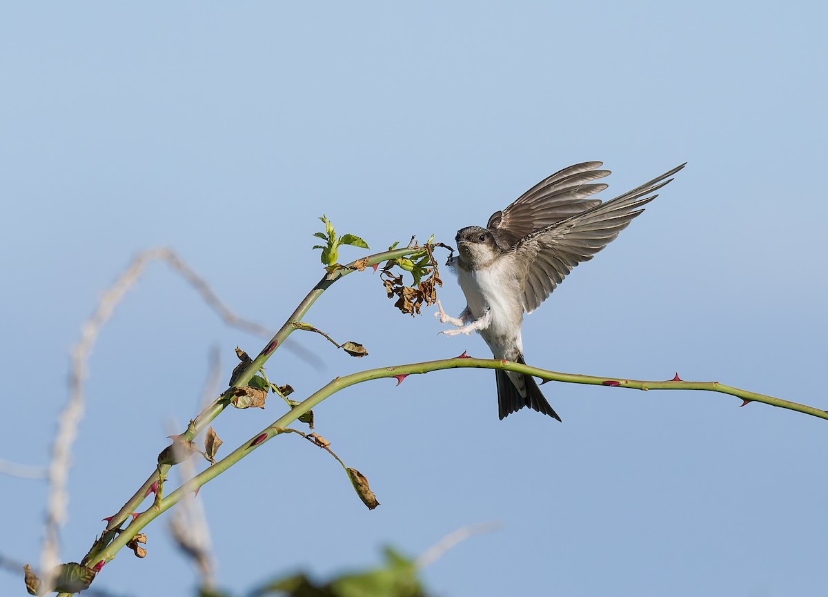 Western House-Martin - ML641969208