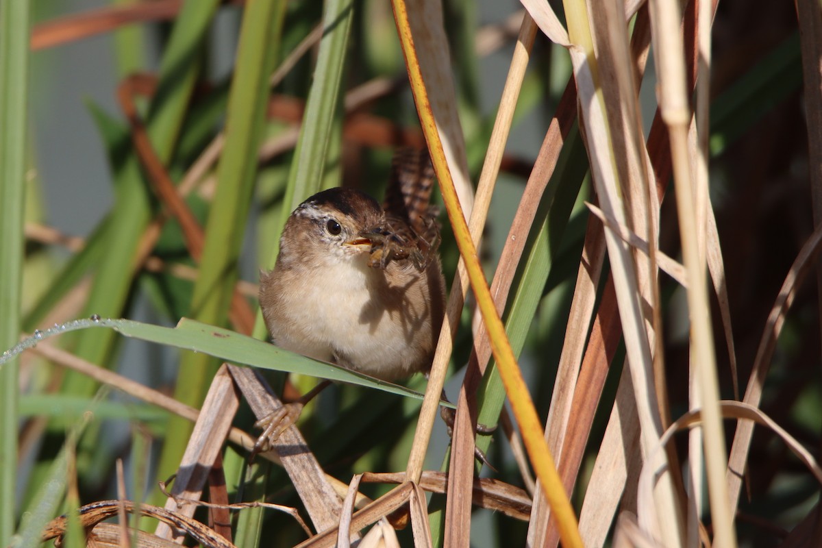 Marsh Wren - ML641969210