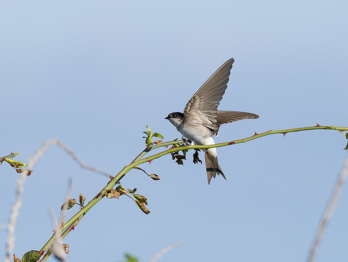 Western House-Martin - ML641969211