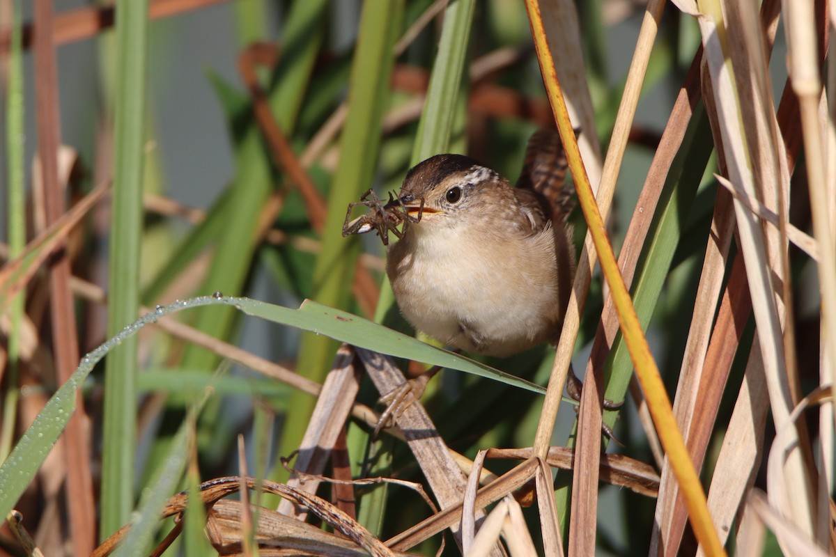 Marsh Wren - ML641969214
