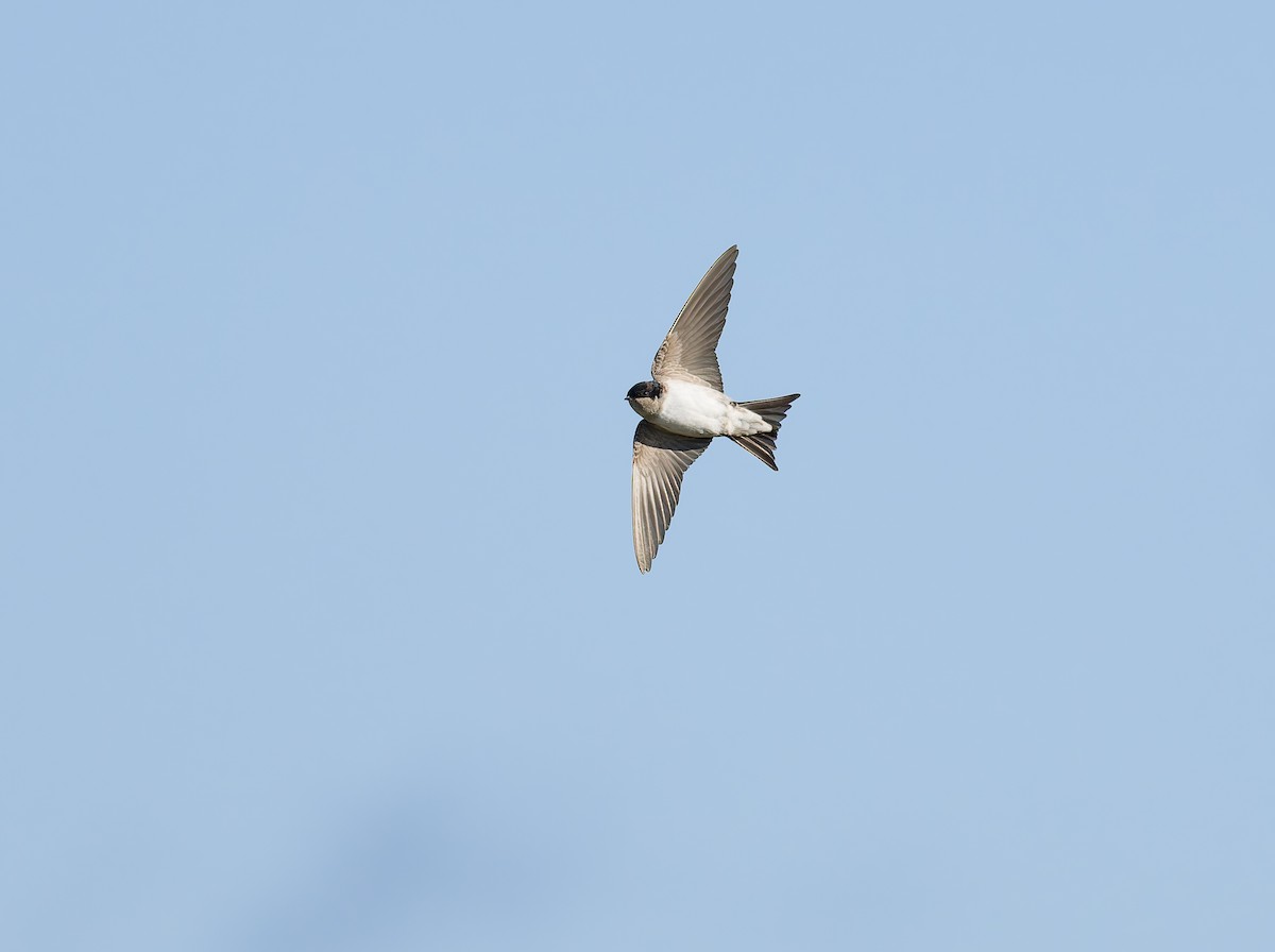 Western House-Martin - ML641969224