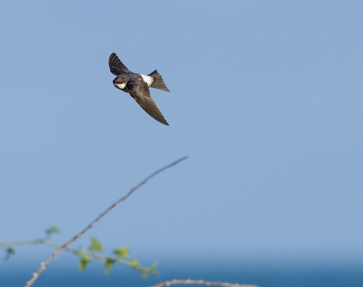 Western House-Martin - ML641969229