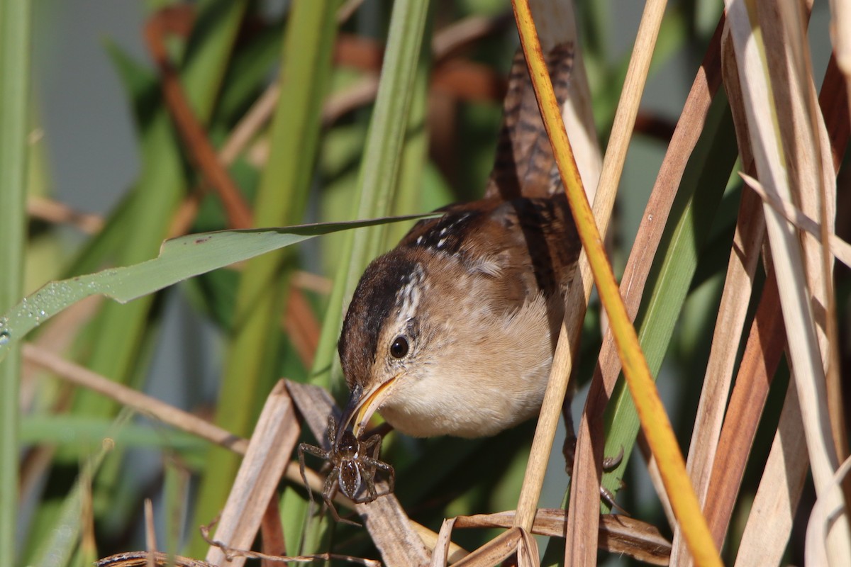 Marsh Wren - ML641969231