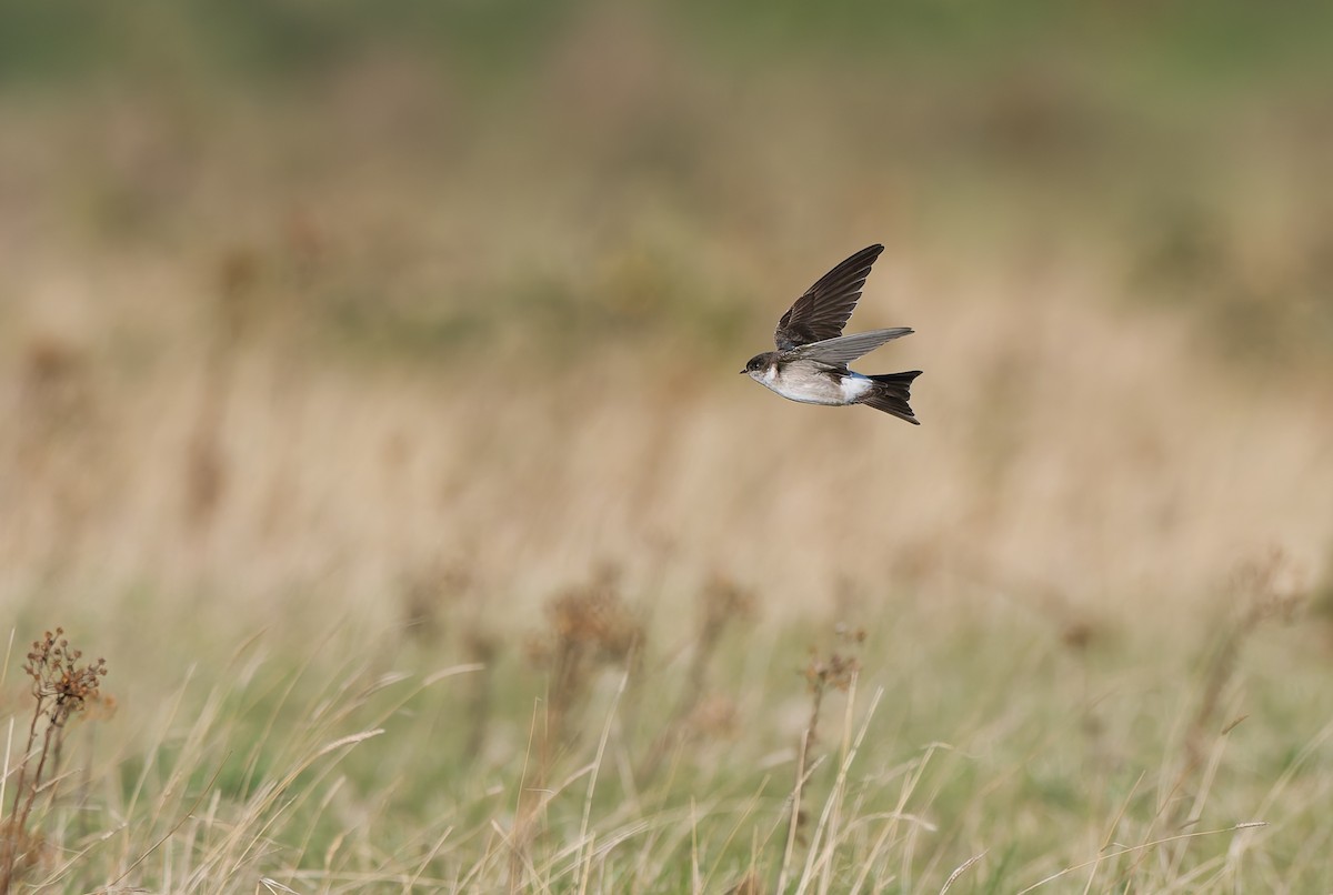 Western House-Martin - ML641969233