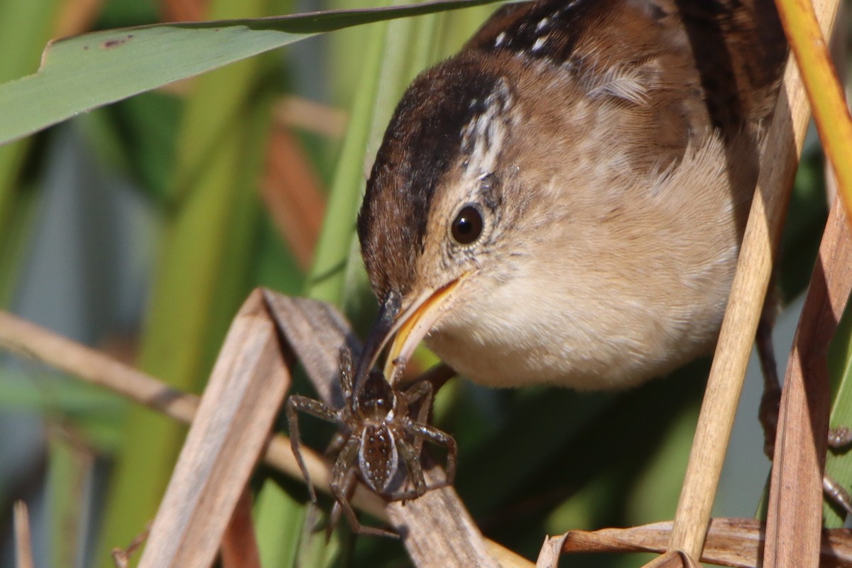 Marsh Wren - ML641969235