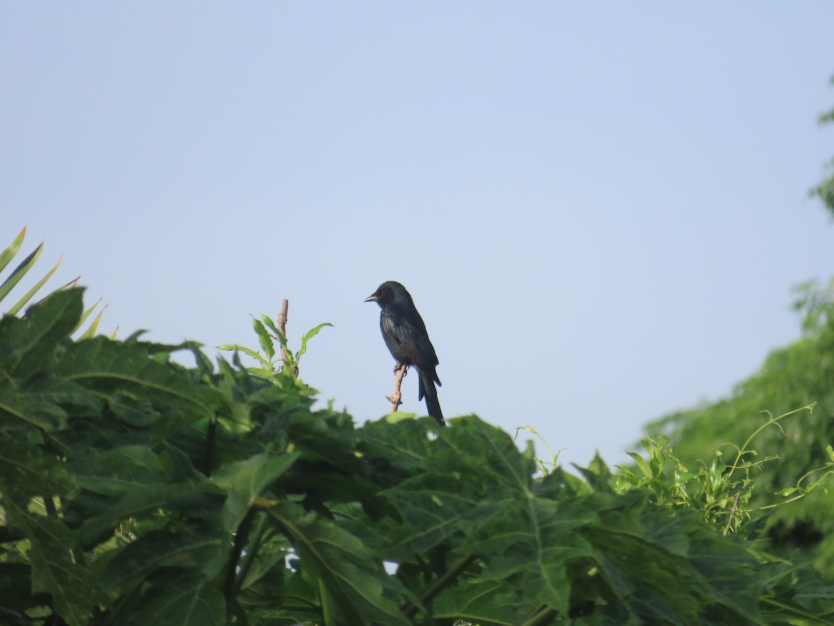 Black Drongo - ML641969238