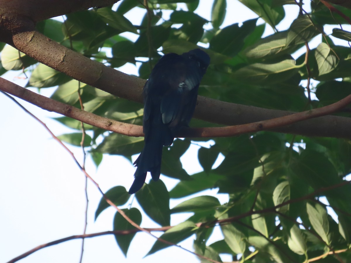 Black Drongo - ML641969239