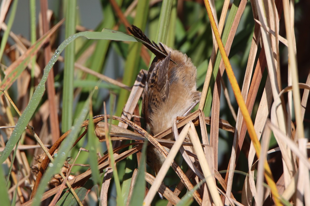 Marsh Wren - ML641969243