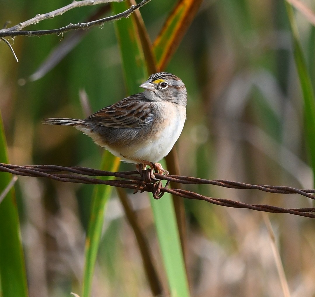 Grassland Sparrow - ML641969259
