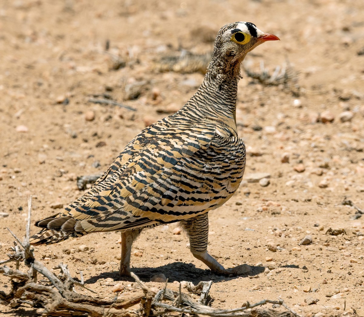 Lichtenstein's Sandgrouse - ML641969262