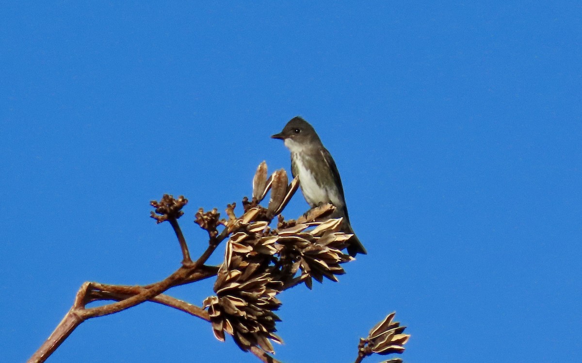 Olive-sided Flycatcher - ML641969291