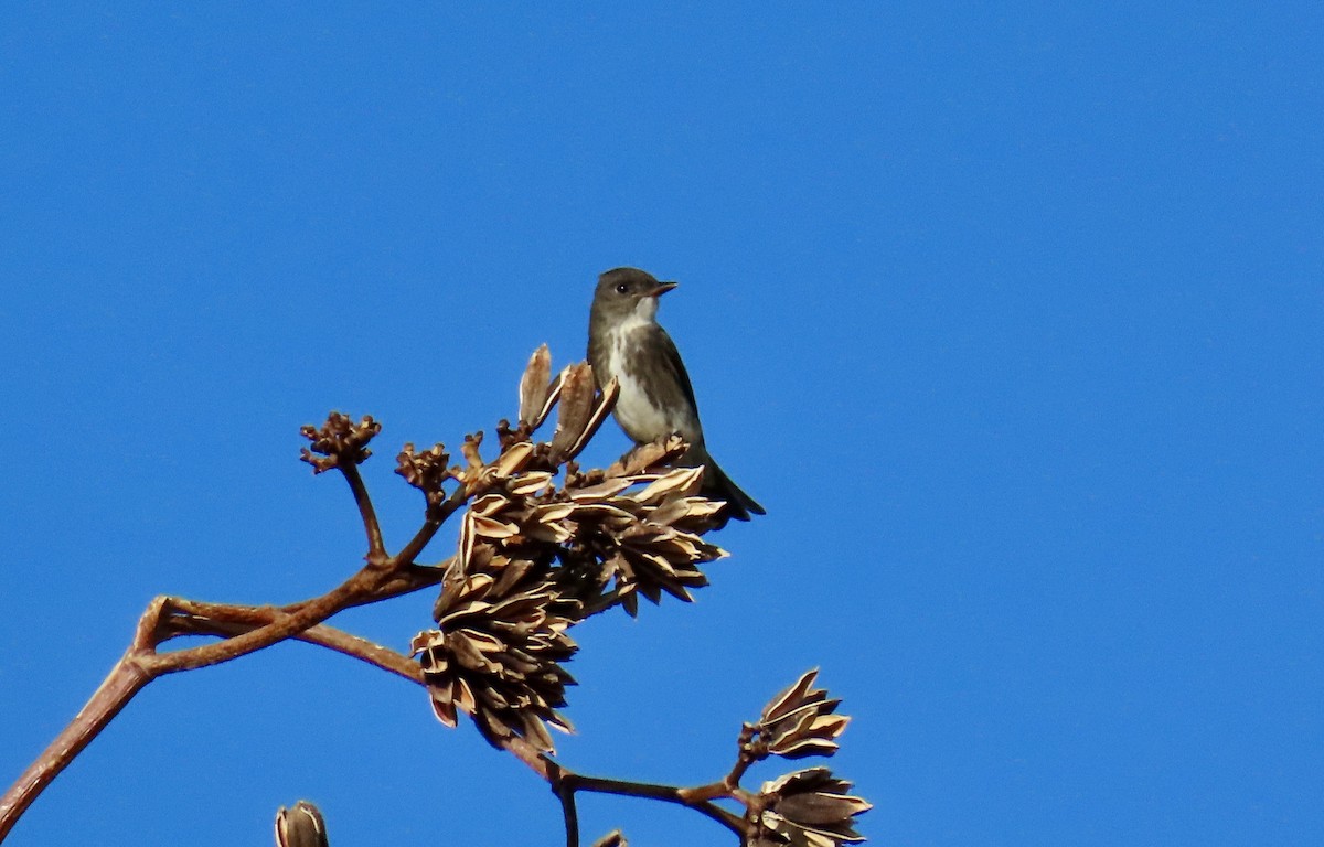 Olive-sided Flycatcher - ML641969292