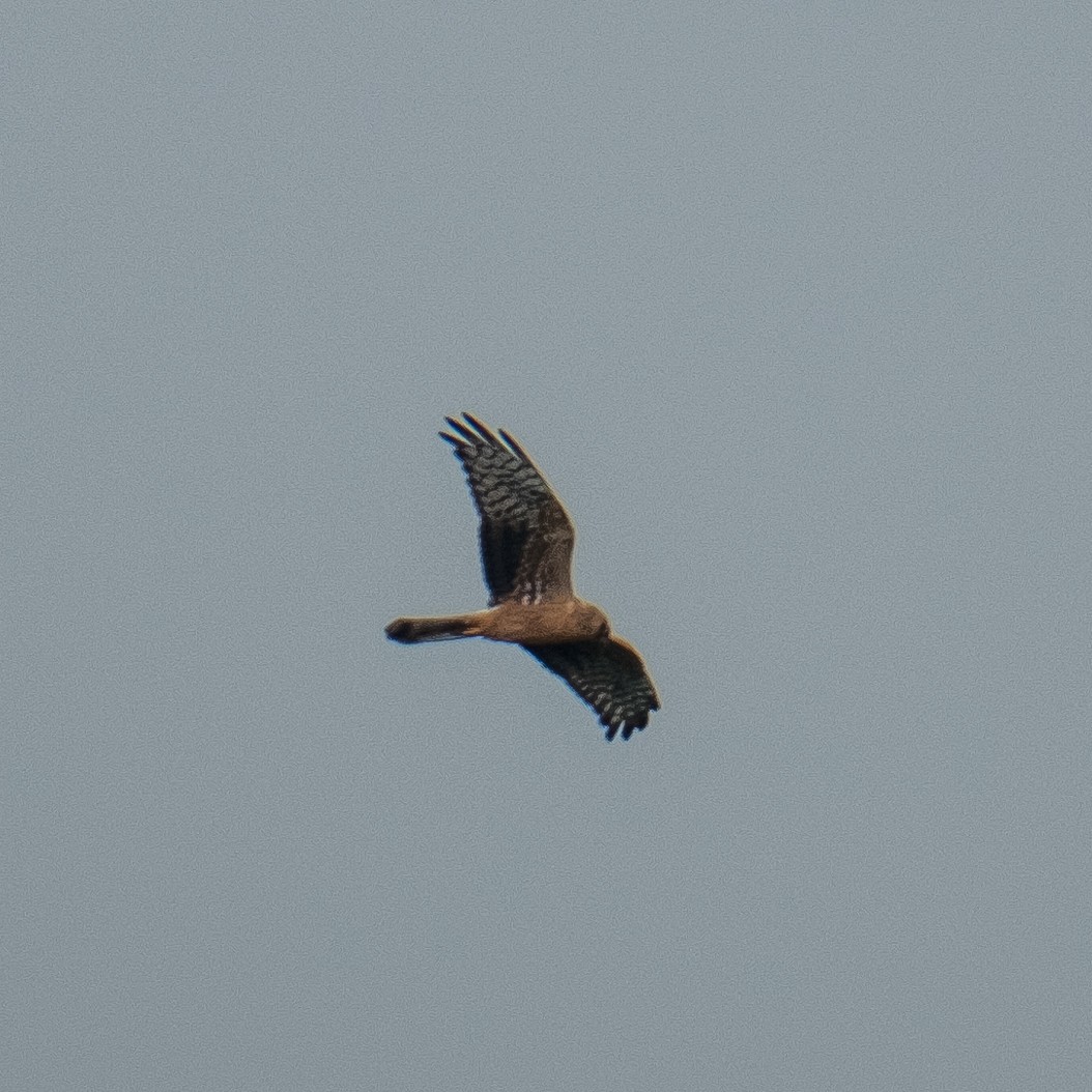 Pallid Harrier - ML641969295