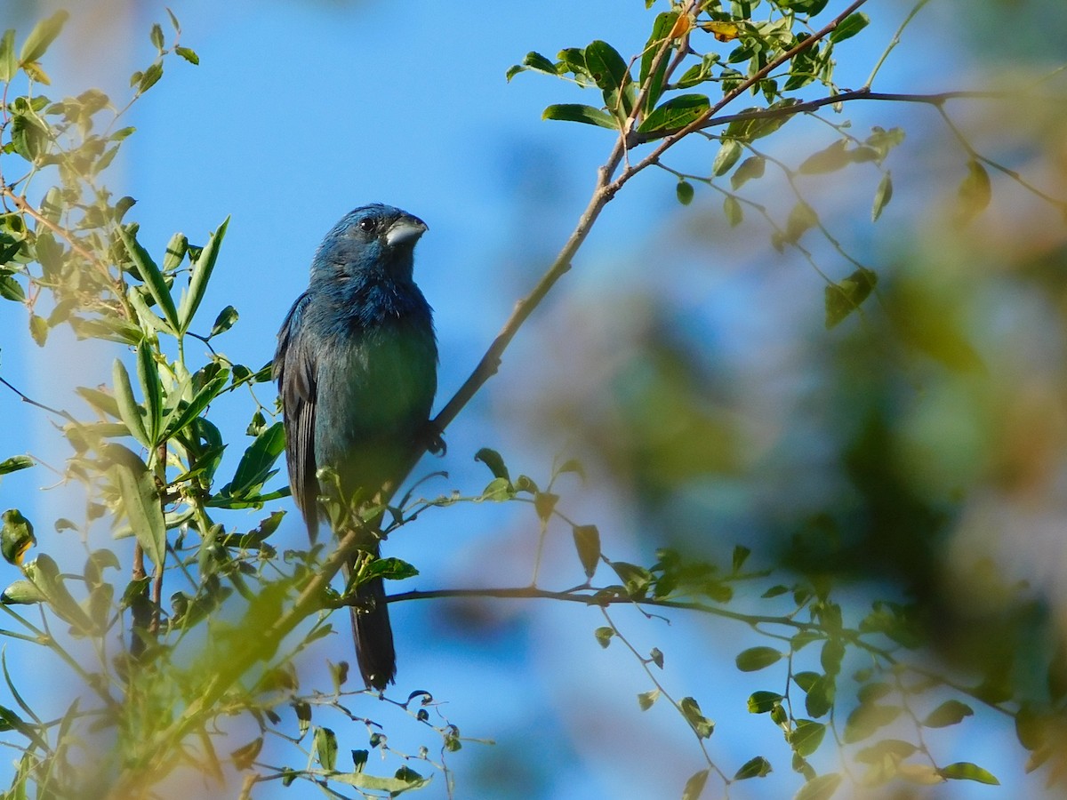 Glaucous-blue Grosbeak - ML641969312