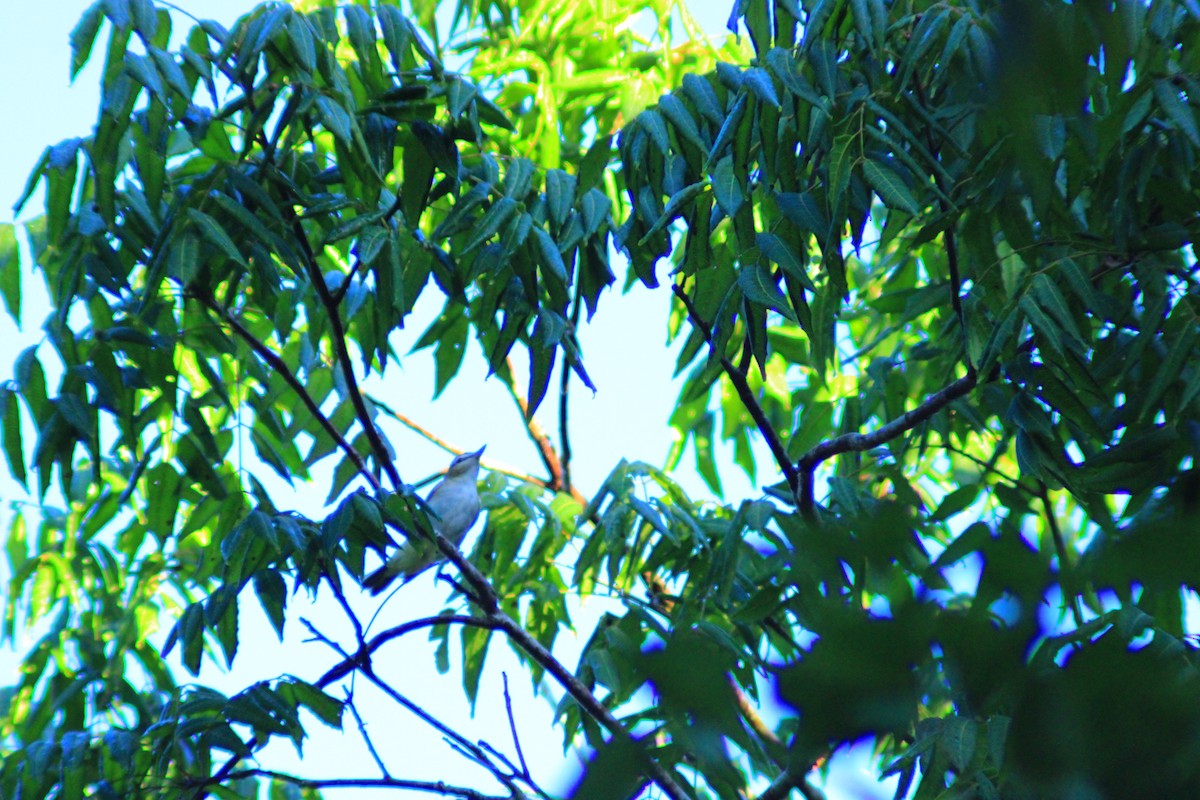 Yucatan Vireo - ML641969323