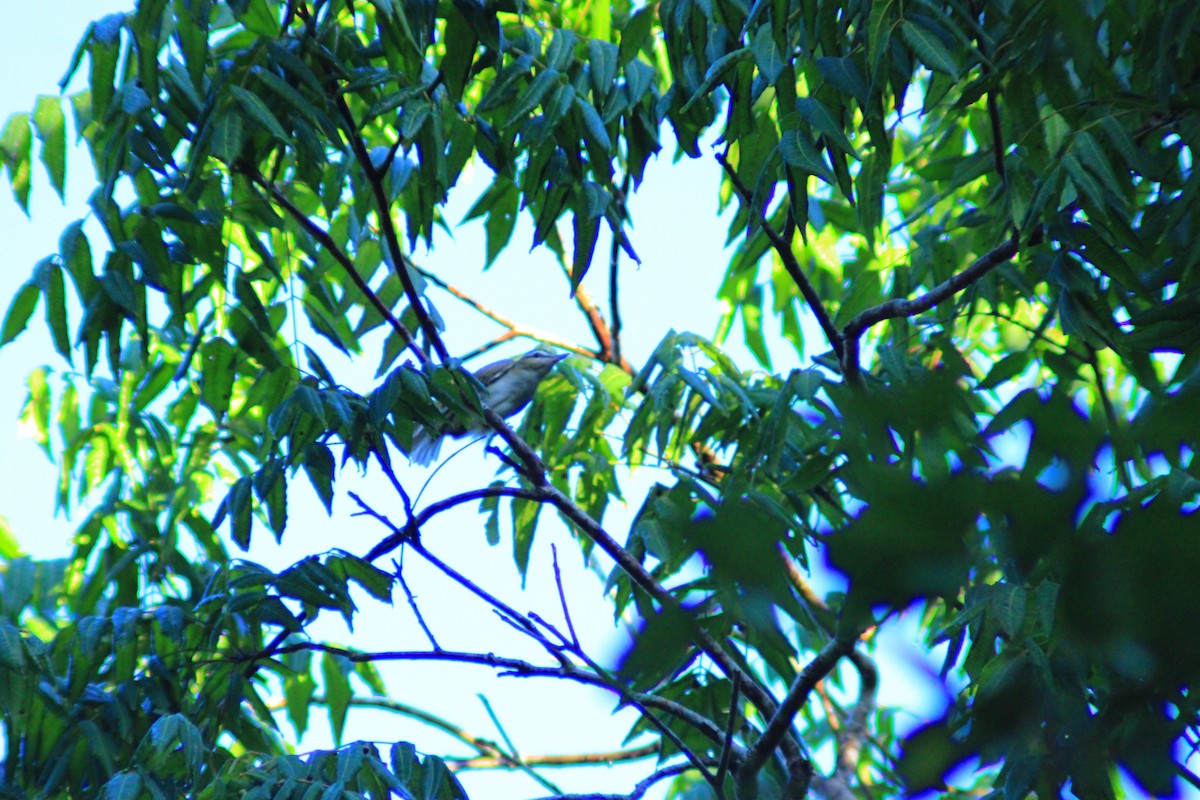 Yucatan Vireo - ML641969324