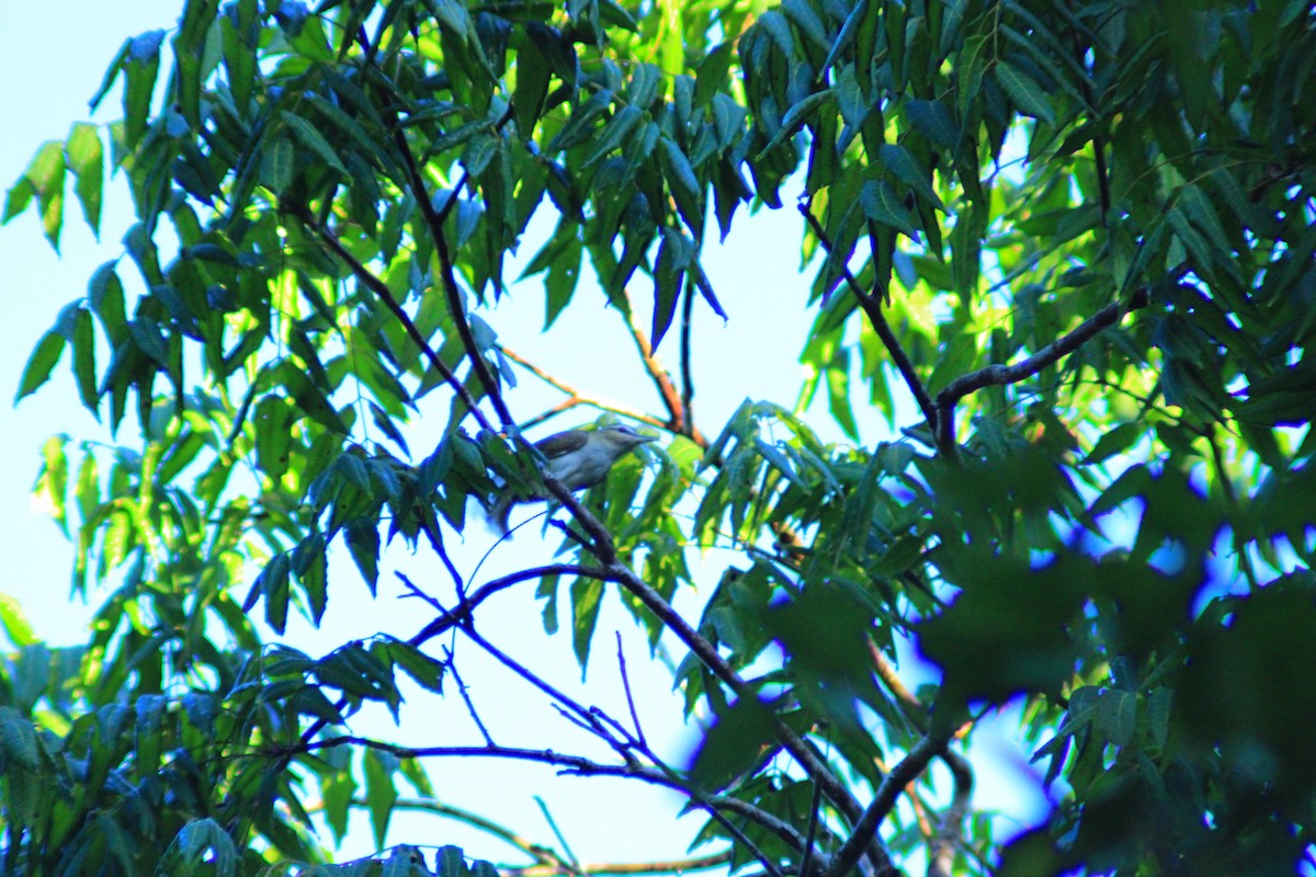 Yucatan Vireo - ML641969325