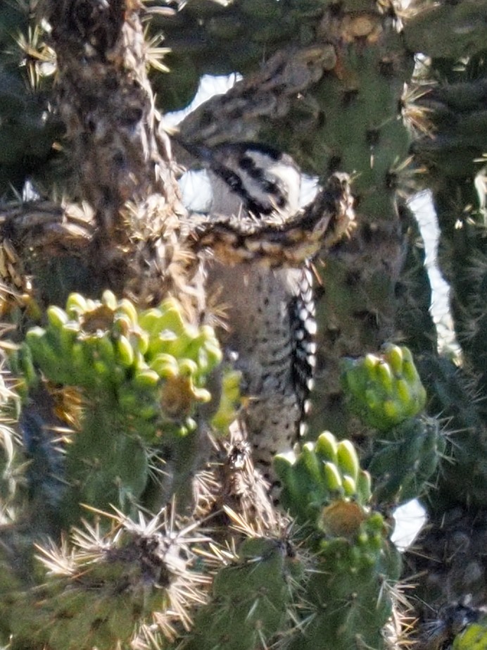 Ladder-backed Woodpecker - ML641969328