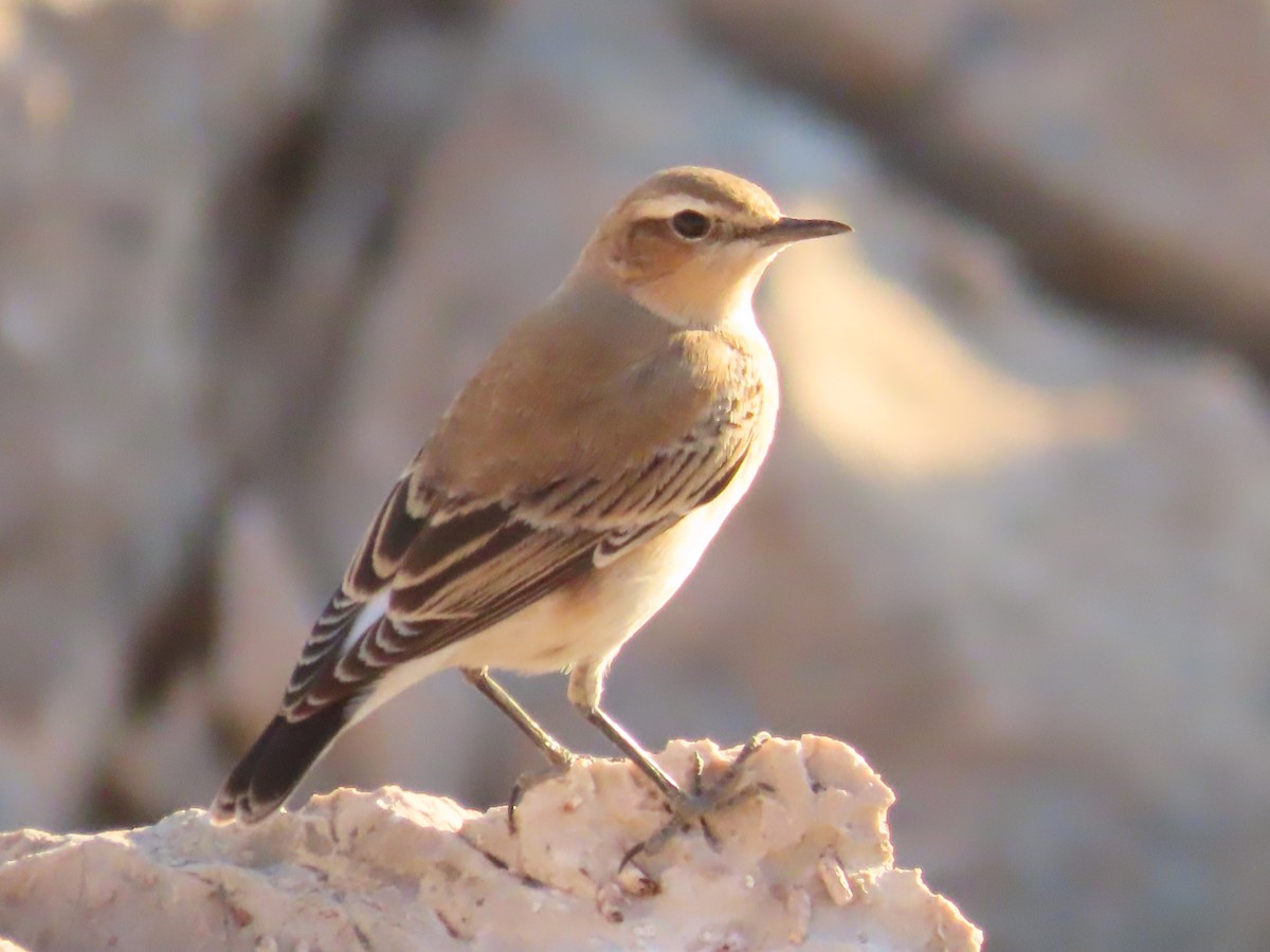 Northern Wheatear - ML641969349