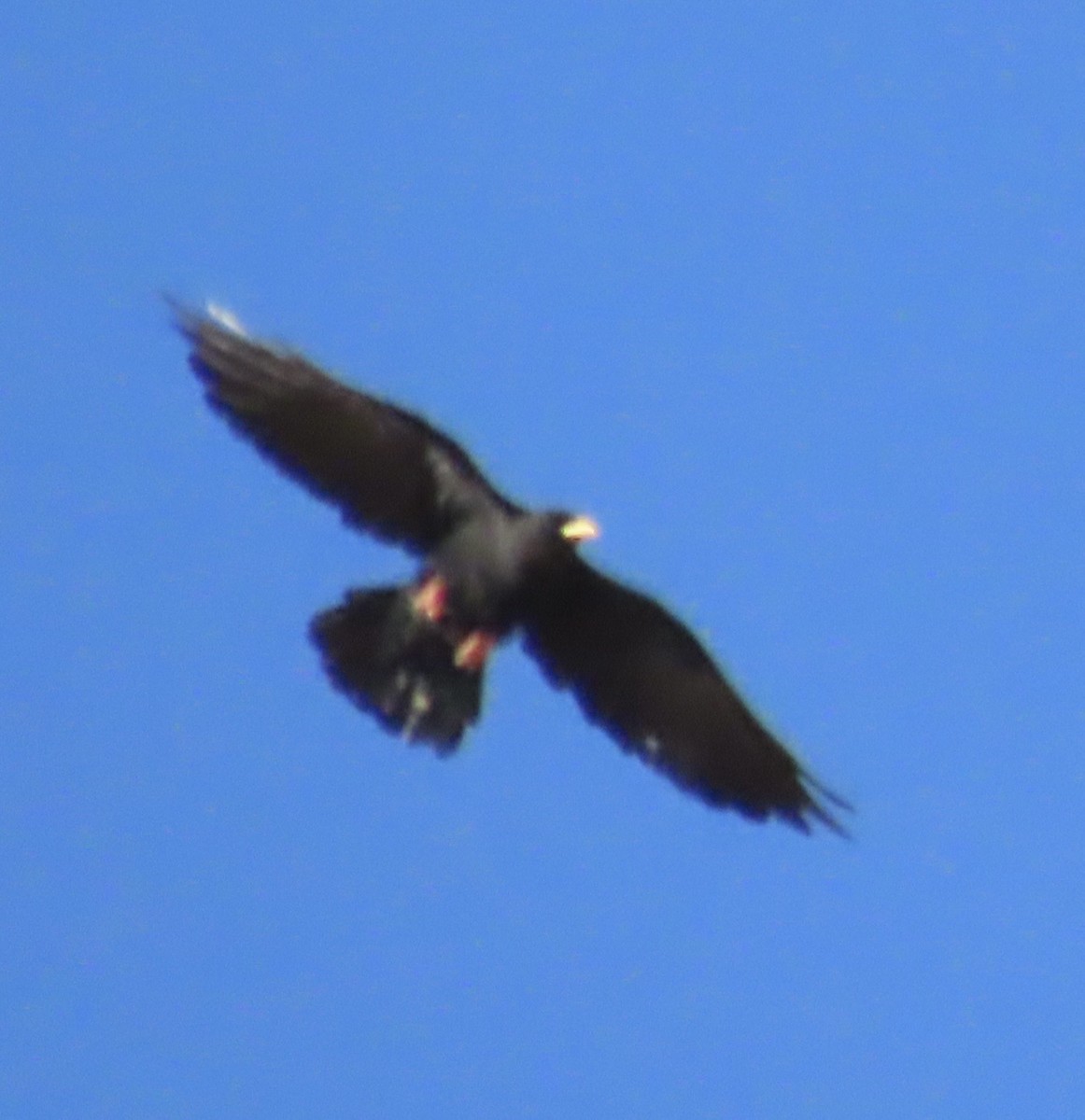 Yellow-billed Chough - ML641969355