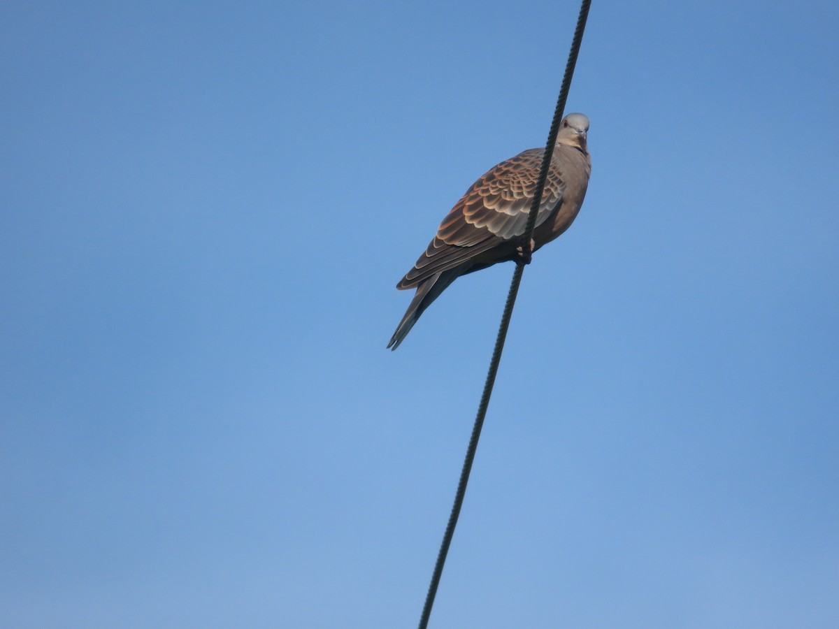 Oriental Turtle-Dove - ML641969366