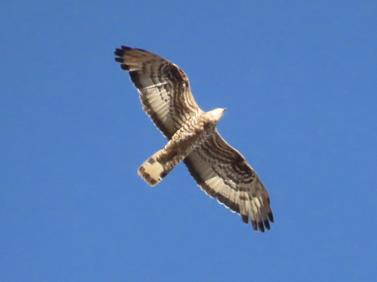 European Honey-buzzard - ML641969368