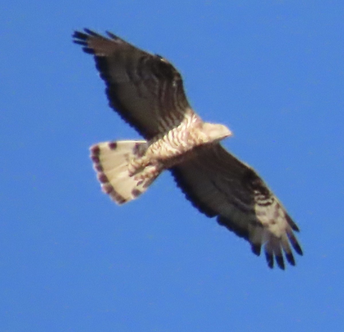 European Honey-buzzard - ML641969369