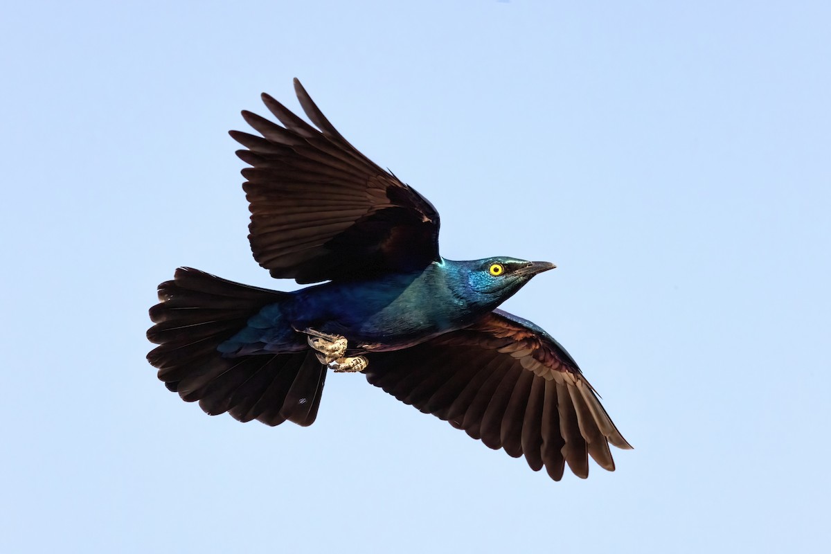 Greater Blue-eared Starling - ML641969374