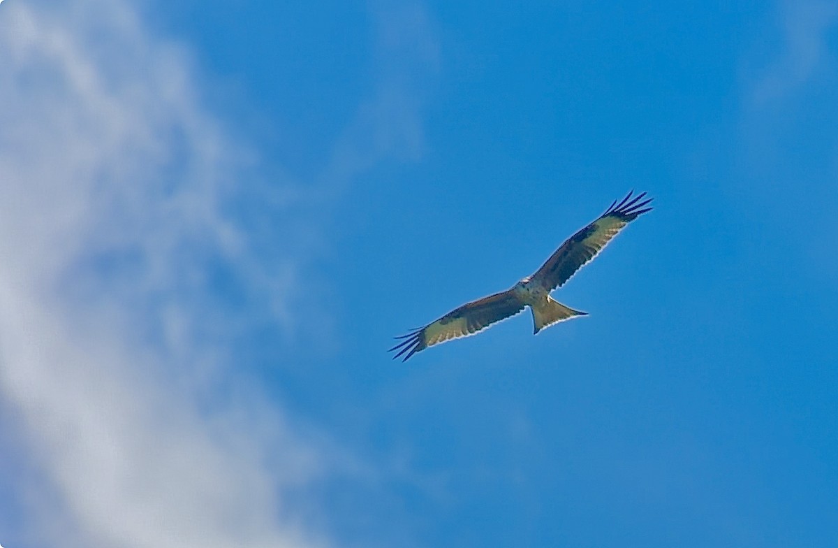 Red Kite - ML641969378