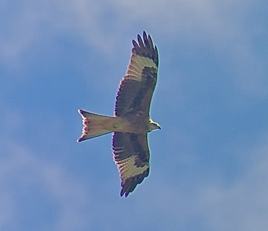 Red Kite - ML641969379
