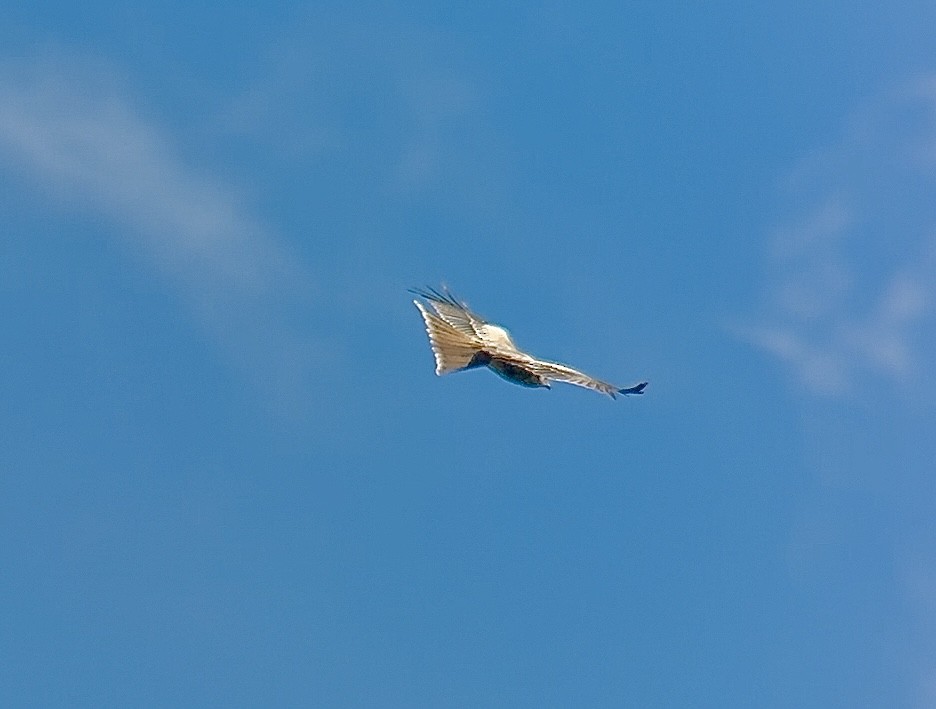 Red Kite - ML641969380