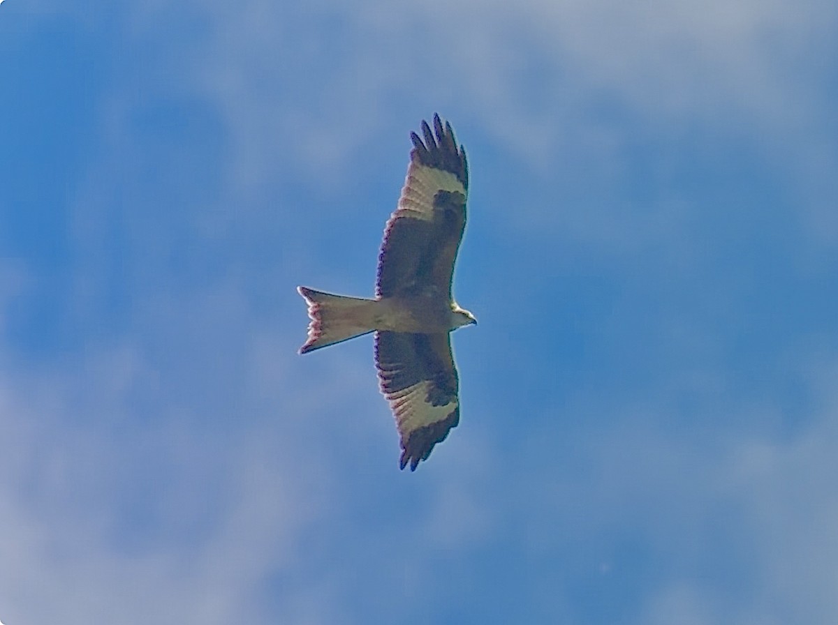 Red Kite - ML641969381
