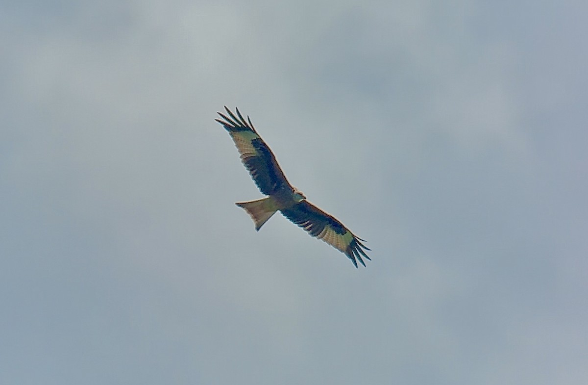 Red Kite - ML641969382