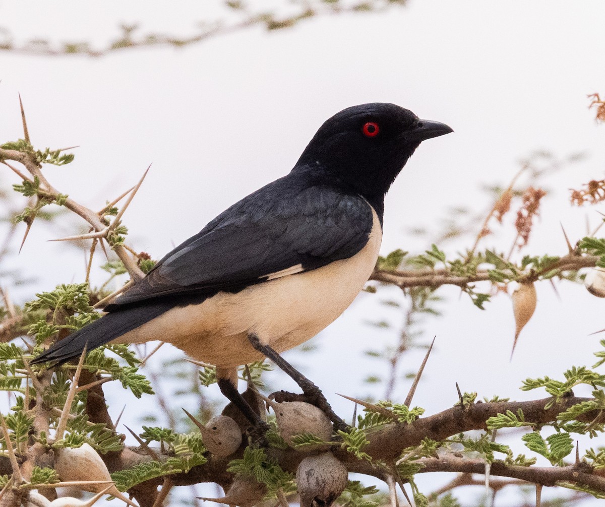 Magpie Starling - ML641969383