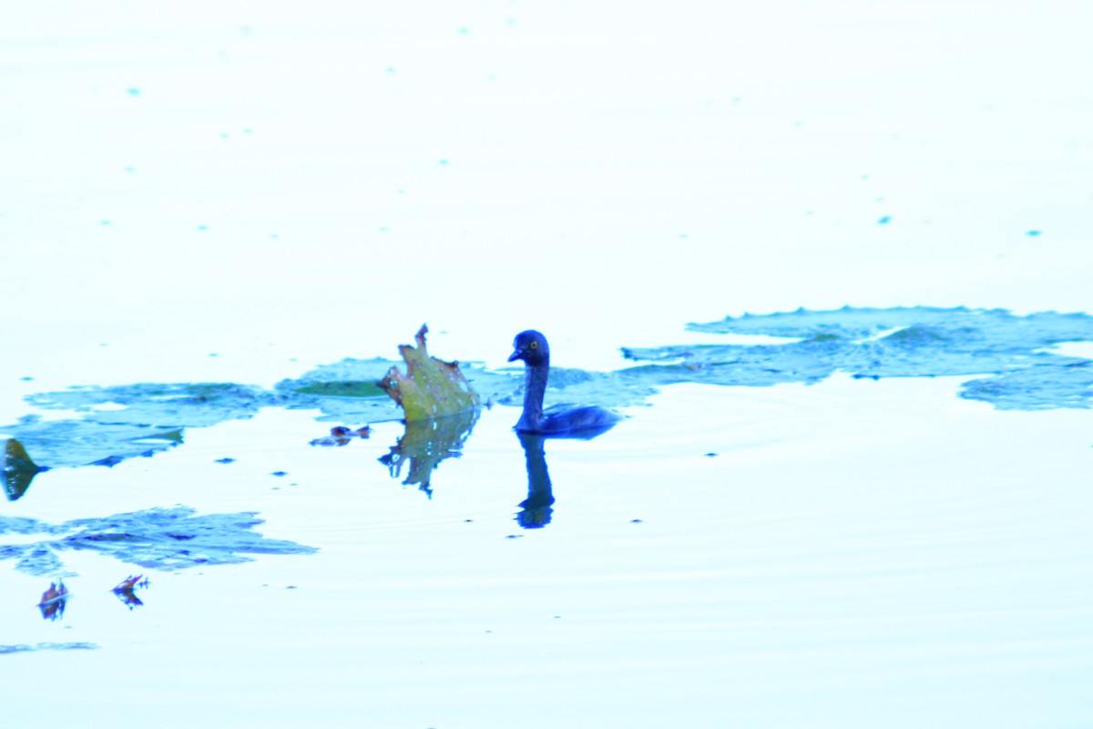 Least Grebe - ML641969386