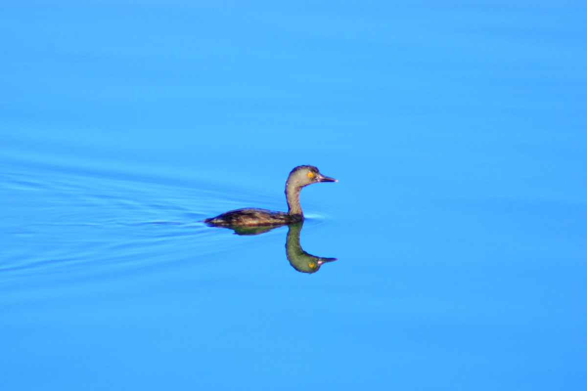 Least Grebe - ML641969387