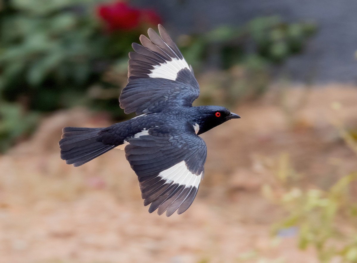 Magpie Starling - ML641969388